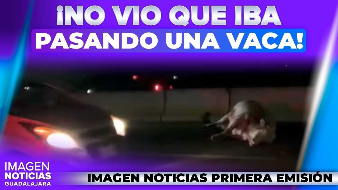 Un grave accidente entre un automóvil y una vaca en Periférico Norte | Noticias GDL
