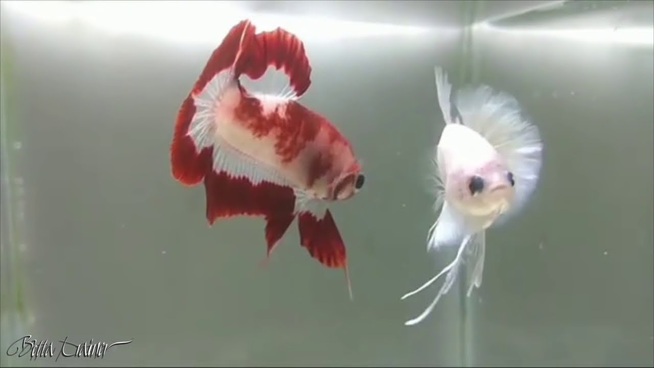 Betta Trainer - Collection of High Quality Hellboy, Fancy