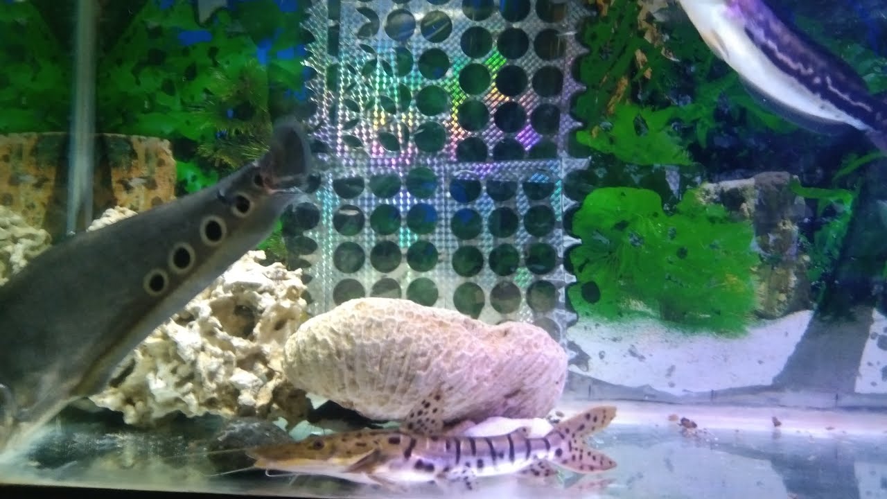 IKAN PREDATOR #62