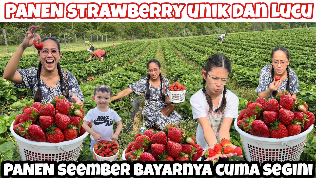 PANEN STRAWBERRY PERDANA TAHUN 2025 DILADANG UMUM 🇺🇸 KALAP GAK MAU BERHENTI BENTUKNYA UNIK DAN LUCU