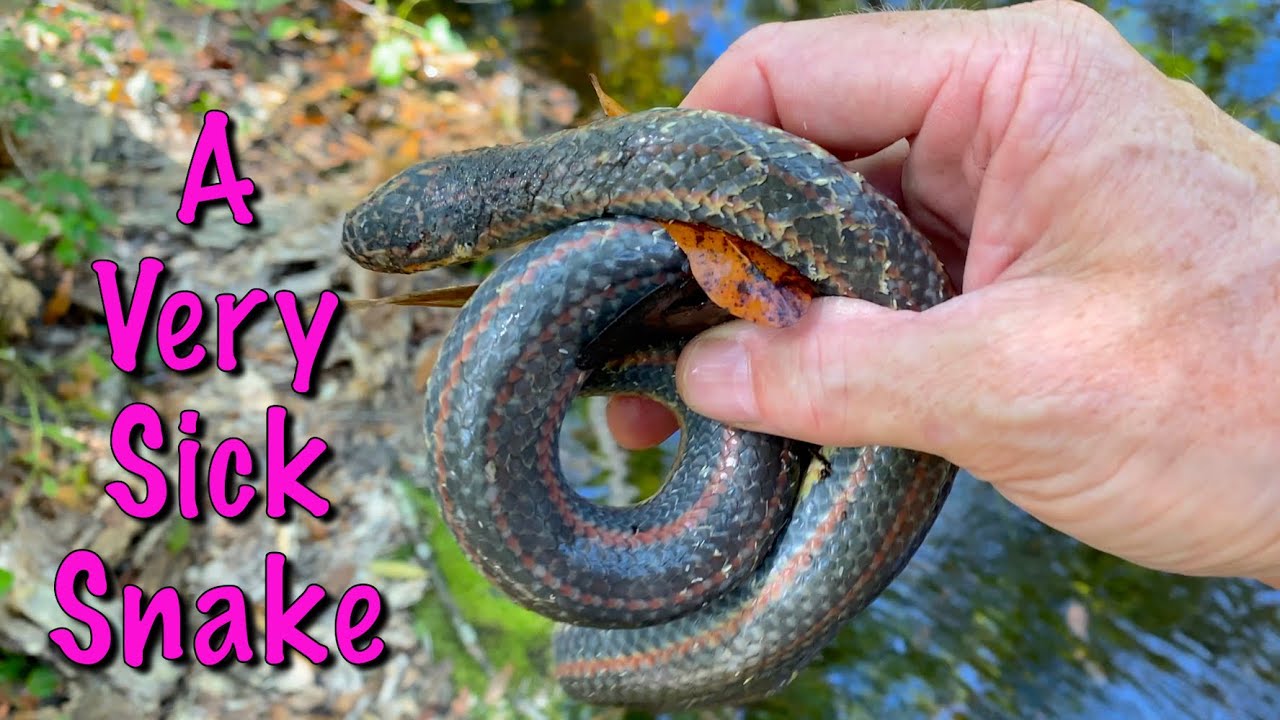 Rescuing a Blind Rainbow Snake with Snake Fungal Disease: A Story of Hope 🐍