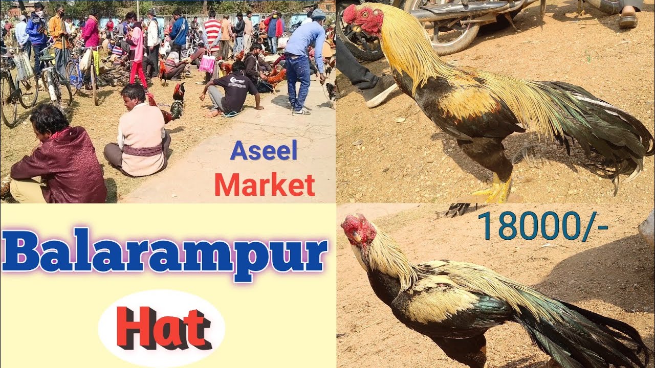 Aseel chicken is available at Balrampur Hat||पश्चिमबंगालेर बलरामपुर हाट||Tech P40||