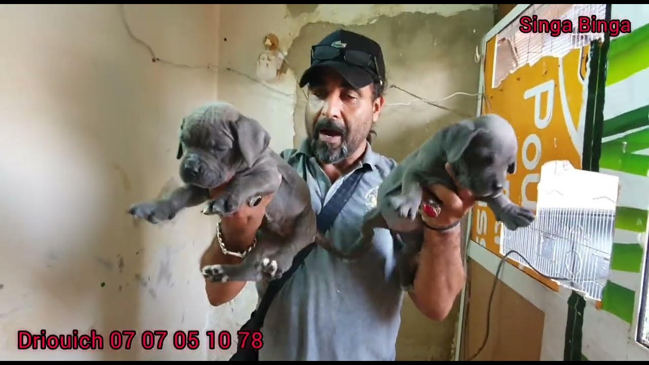 زيارة مفاجأة عند المولوع عمر درويش واحسن الكلاب كاني كورسو(canecorso)🇲🇦🇲🇦 ديال بصح وجمالك جمال 💣💥👍🐕🐩