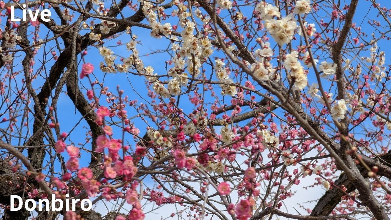 水戸偕楽園で梅の花見🏵️
