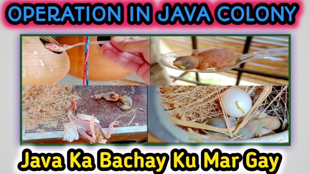Operation In Java Colony To Rescue Some Chicks | Java Breeding Result Fail 😥 | How To Secure Chicks.