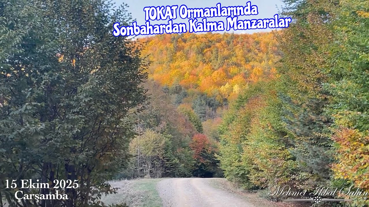 Tokat Sırçalı Köyü yolunda Zindan Deresi denen mevkide sonbahar manzaralı rengarenk ormanlar 15 Ekim