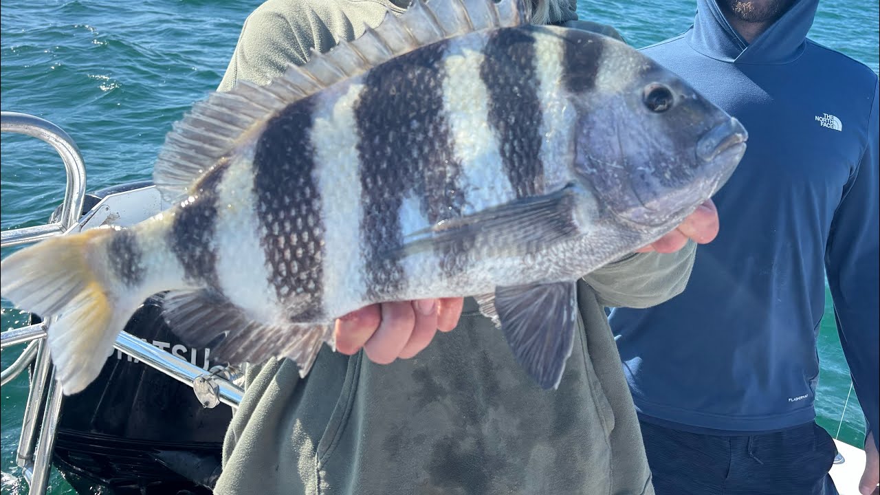 Best Rig for Sheepshead Fishing – Catch More Sheepshead!
