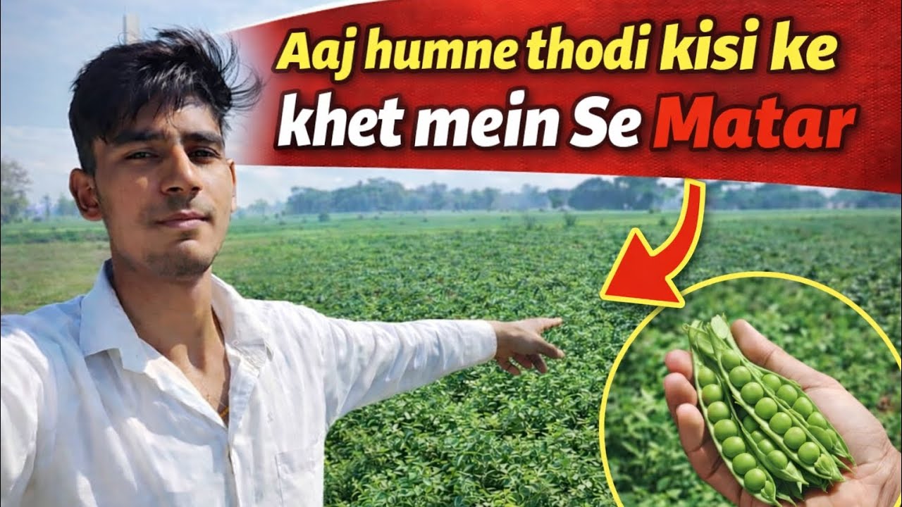 Aaj thodi humne khet mein Se matar 😁 yash thakur vlog #youtube #vlog 