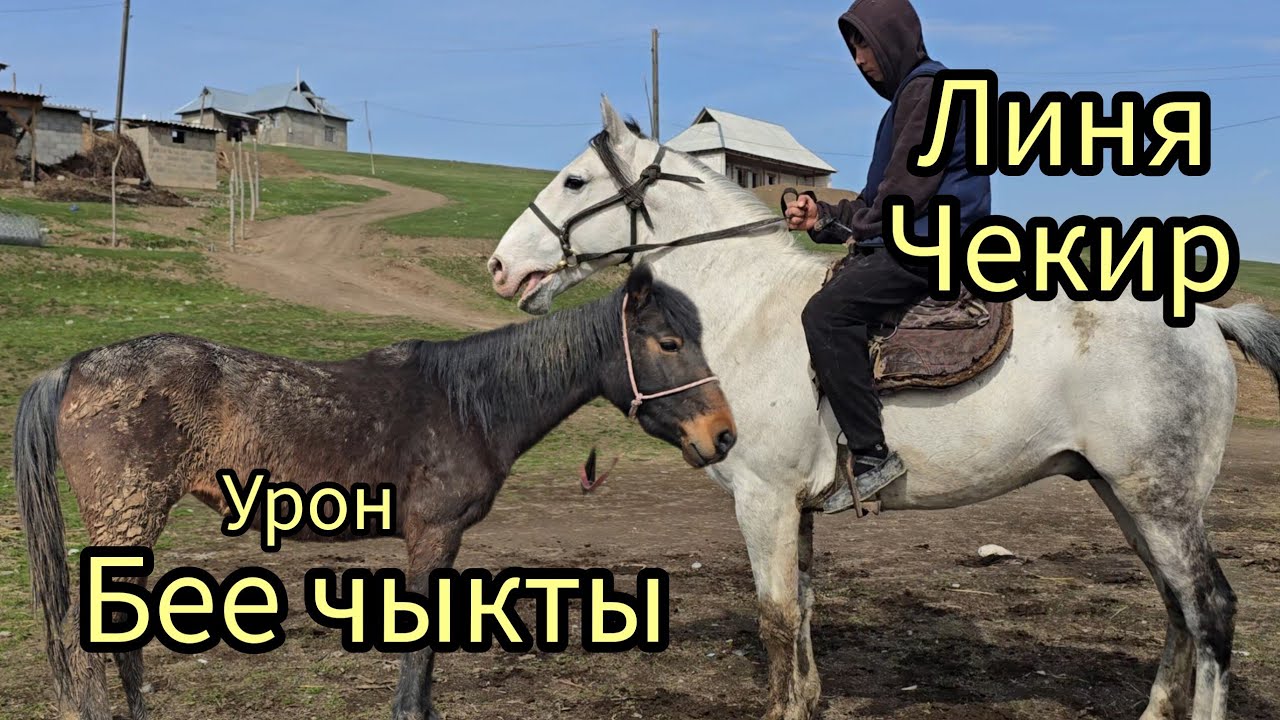 Бүгүн 7 март 2026 Линя чекир чыкты урон бее #арабскиелошади #horse #продажалошадей 