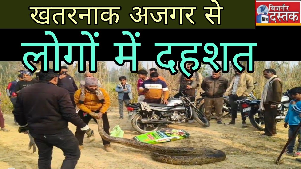 शेरकोट।खतरनाक अजगर ने दौड़ाया ।रिपोर्ट बिजनौर दस्तक 