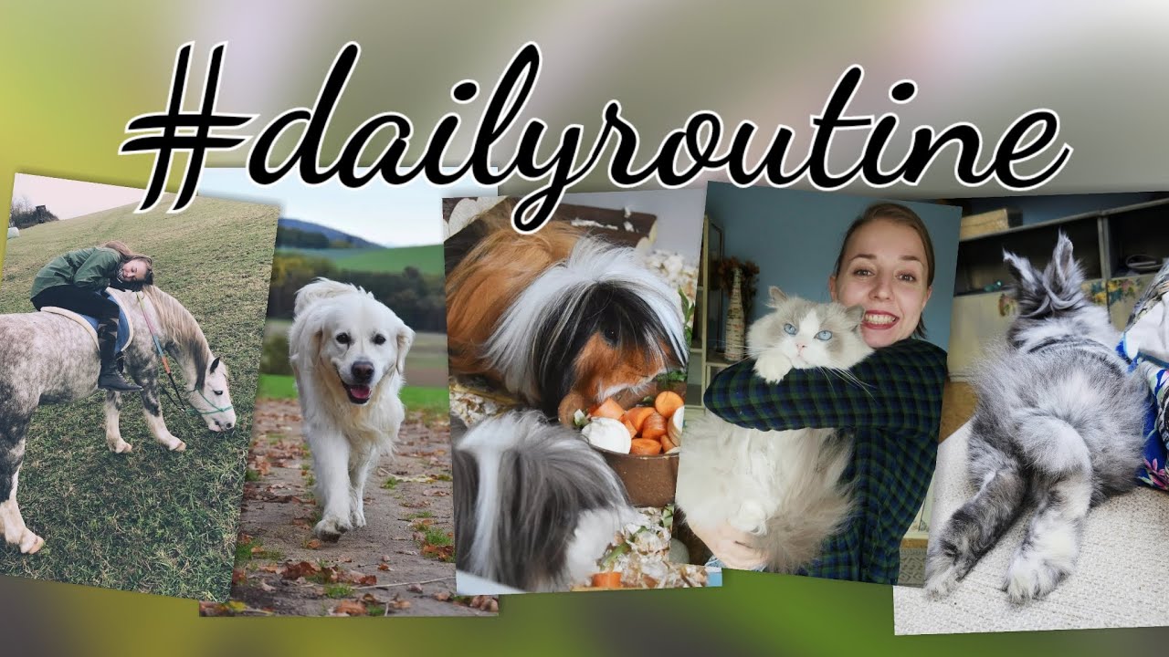 Denní rutina se všemi našimi zvířaty | SOUTĚŽ!