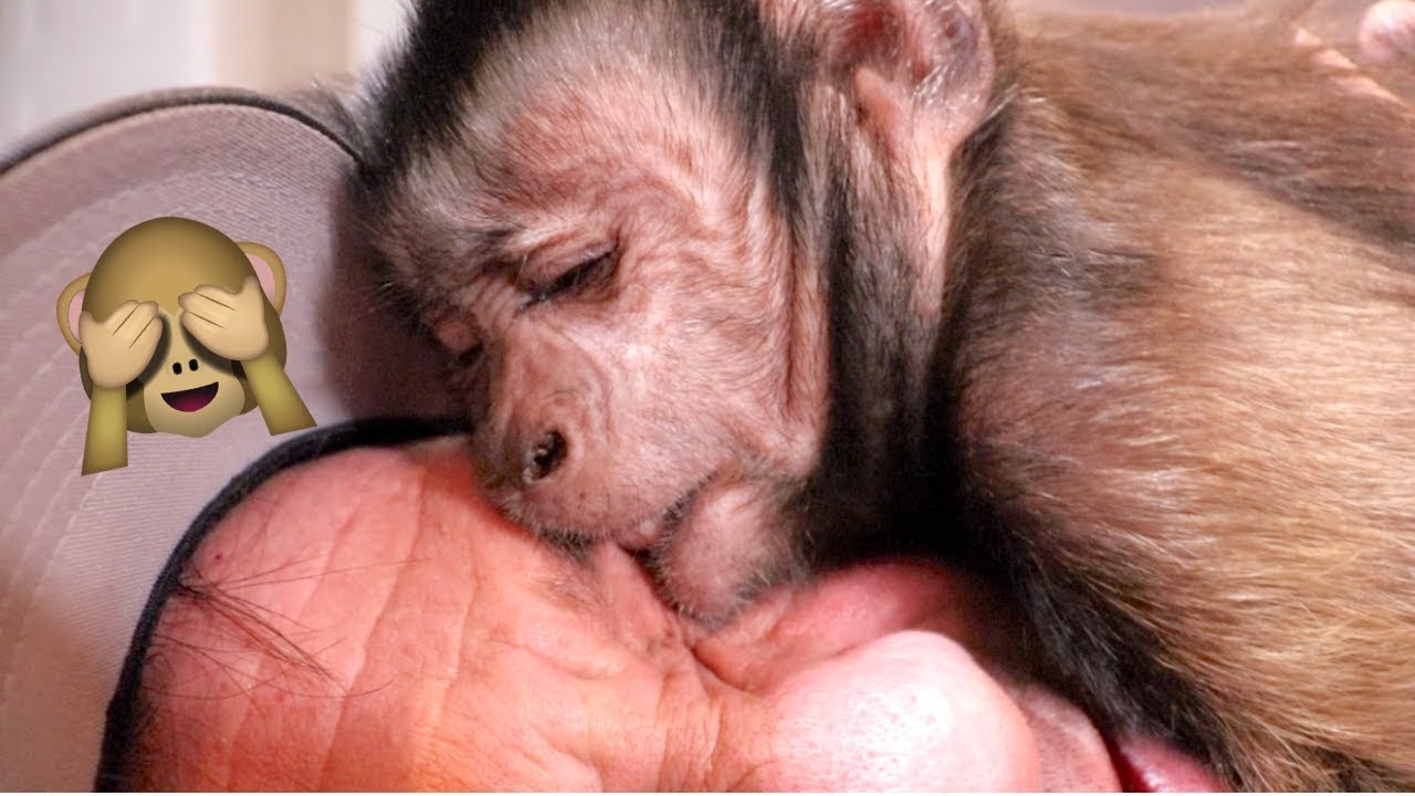 Capuchin Monkey Fun! (MONKEY MONDAY)