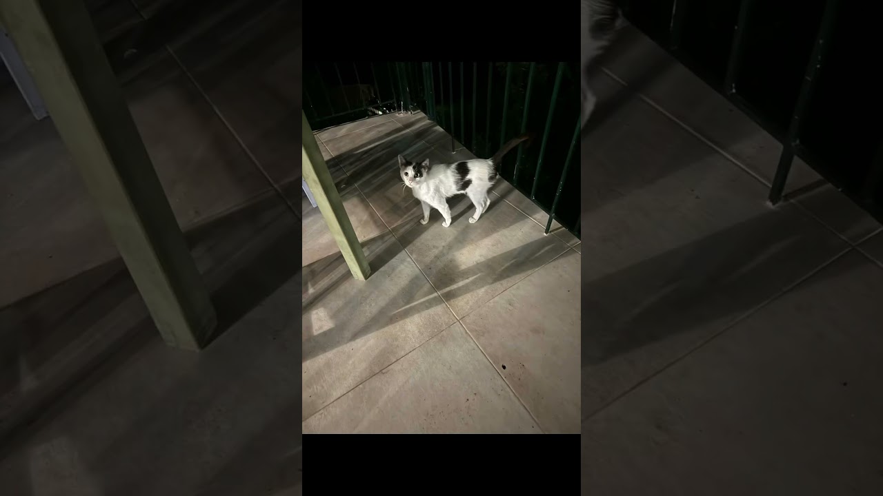 What summer in Greece is really like. 🇬🇷 #catsofgreece #summeringreece #greece #greeksummer