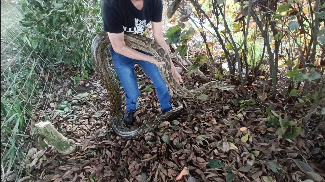 Wild Python capture and Release
