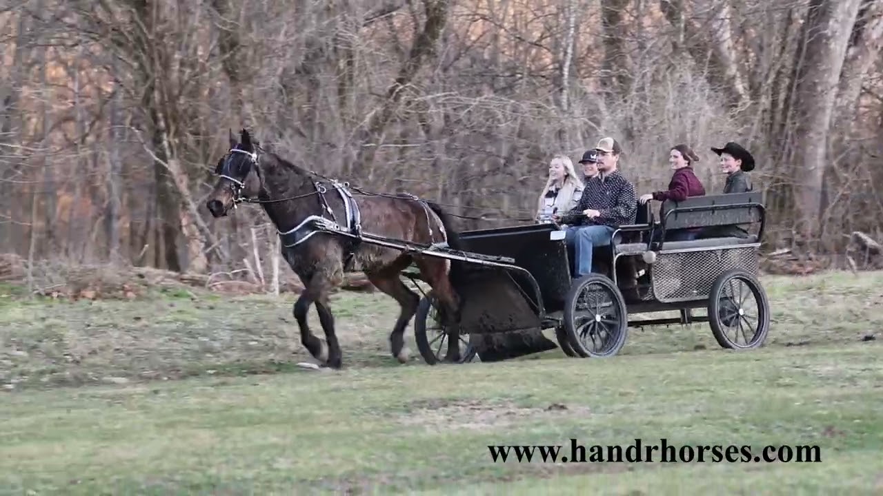 UNIQUE MORGAN STANDARDBRED BUCKSKIN CROSSBRED GELDING, RIDES AND DRIVES