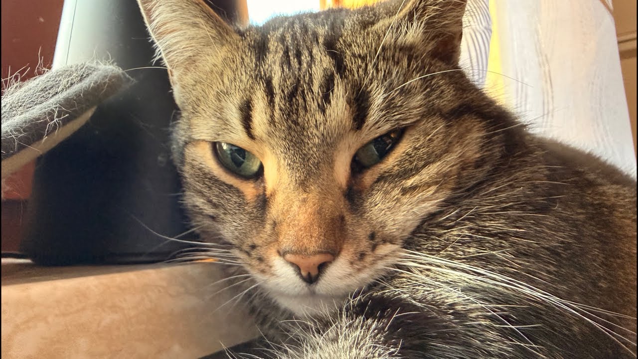 Hähnchen für die Hoheit 😻