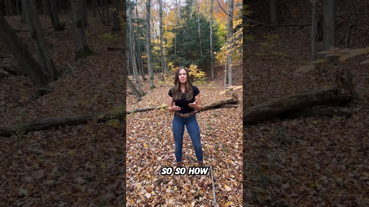 How much sap can you get from one tree? 💥