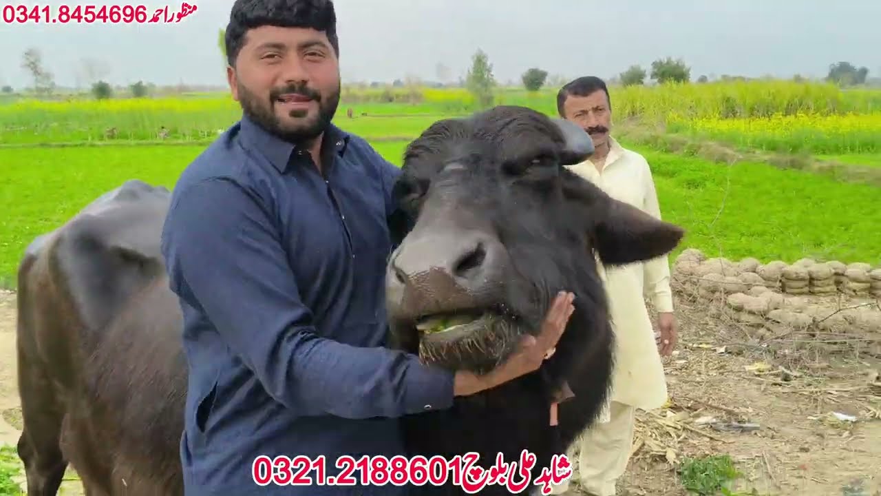  شاہدعلی بلوچ601گ ب{ 04عدد بھینسیں فروخت}27جنوری Top Class Pure Neli Buffalo For Sale on Eitfaaq Tv 