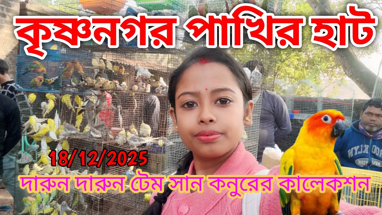 Krishnagar pakhir hat || আবারো কমে গেলো বেশ কিছু পাখির দাম || কৃষ্ণনগর পাখির হাট || 18/12/2025