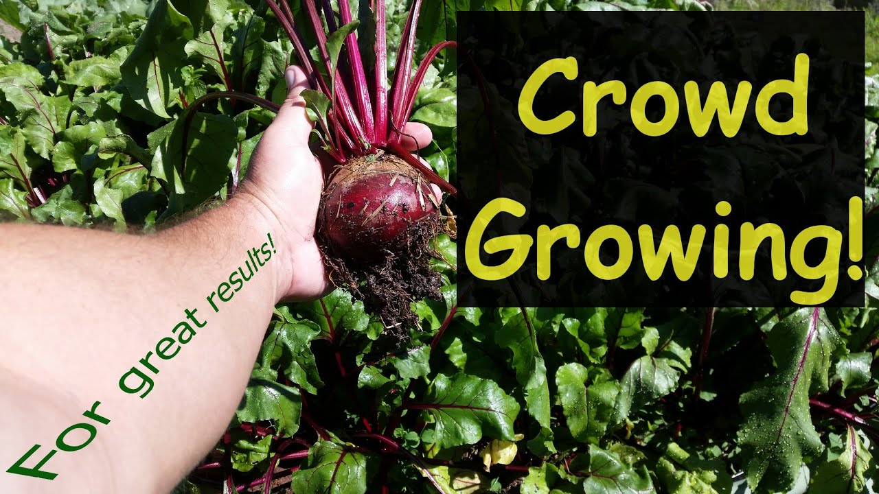 Crowd Growing Your Vegetables For Awesome Results!