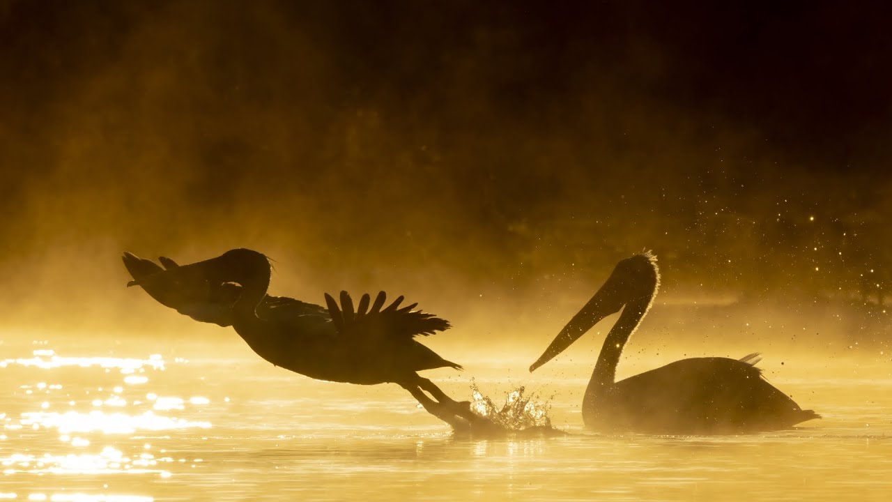 Donaudelta / Danube Delta