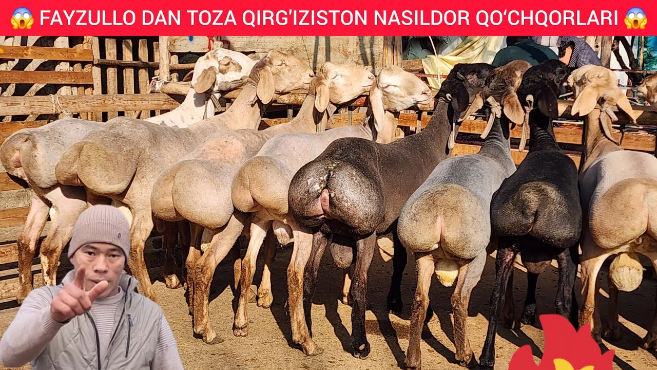 FAYZULLO DAN TOZA QIRG'IZISTON  QO‘ZILAR  KELDI SHOSHILAMIZ 