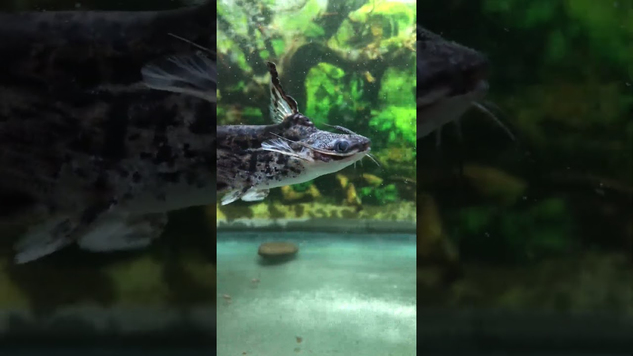 Wood Catfish attitude 🐡🦈