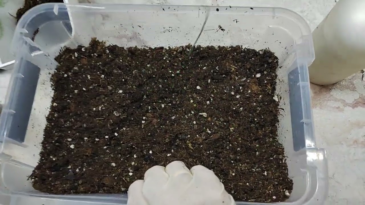 О грунте для бегоний🌿