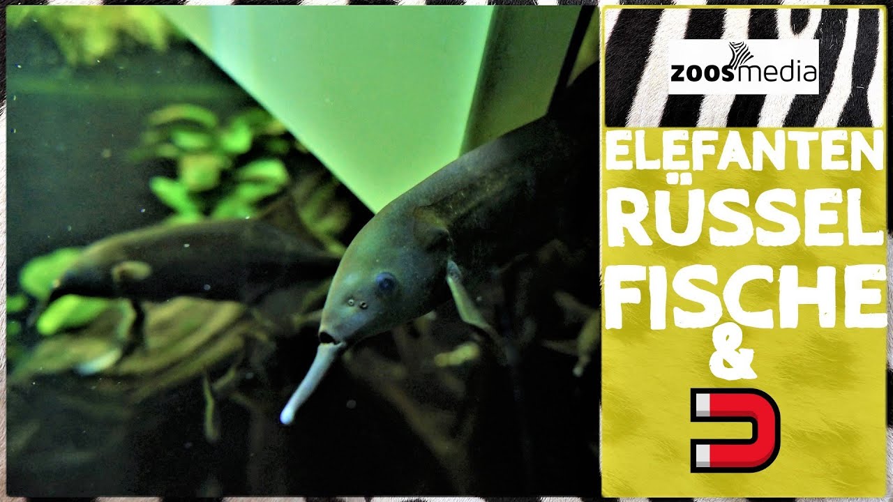 Aquazoo Löbbecke Museum: ELEFANTENRÜSSELFISCHE spielen mit Magnet | zoos.media