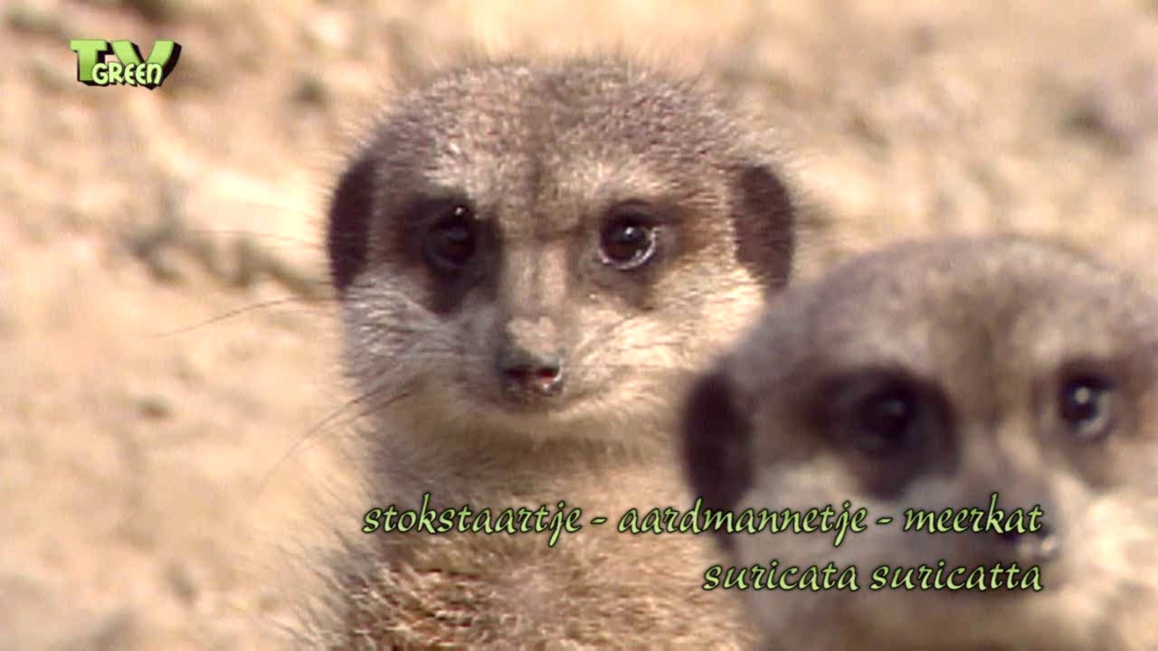 Wildlife Travel: Stokstaartje - Meerkat - Suricata suricatta