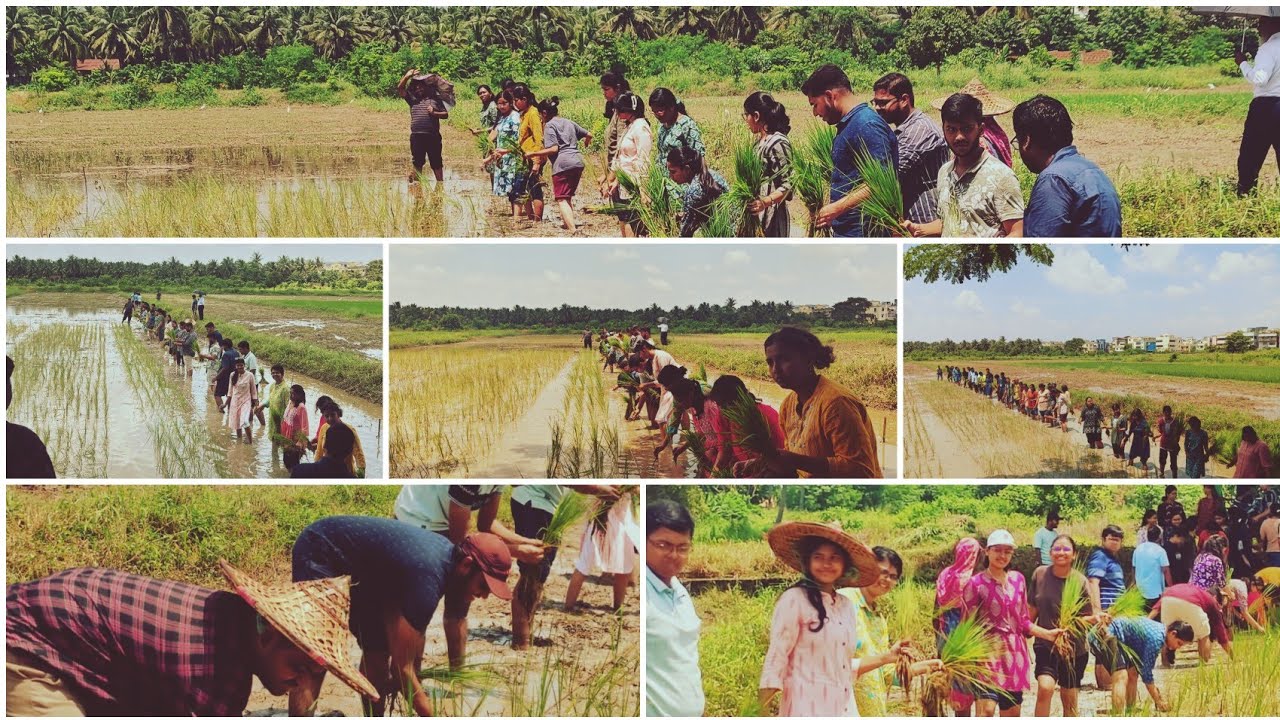 RICE TRANSPLANTING By 3rd Year Students|College of Agriculture,OUAT, Bhubaneswar|#agriculture