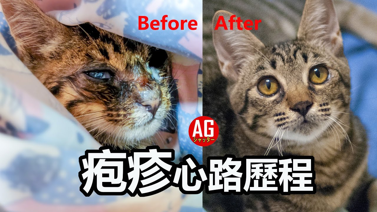 貓疱診病毒治療經驗談 皰疹
