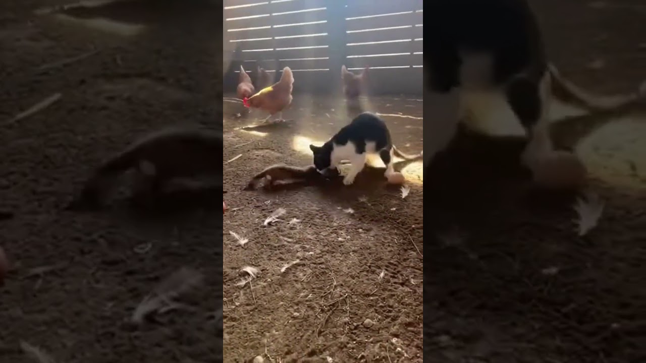 Kitten protecting the hen house 🤣