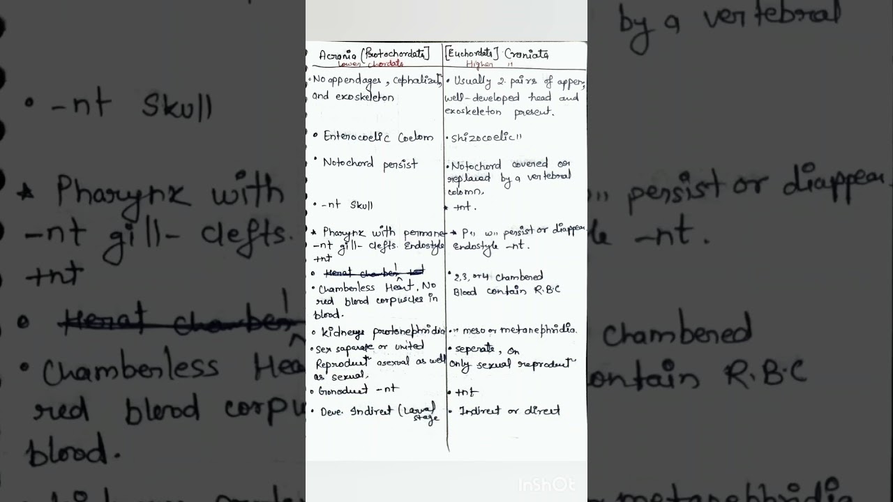 Prorochodata vs Euchordata ll Acrania vs Craniata #animalkingdom #vertebrates #invertebrate #shorts