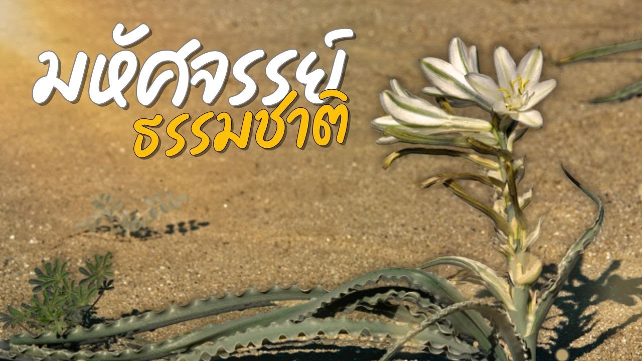 10 ดอกไม้ทะเลทราย มหัศจรรย์ธรรมชาติ