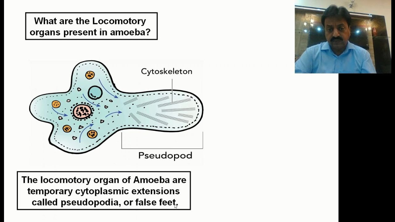 Locomotion in Amoeba  (In Sindhi) / Inter Biology / Chapter: 2 / Sum Academy Online Classes