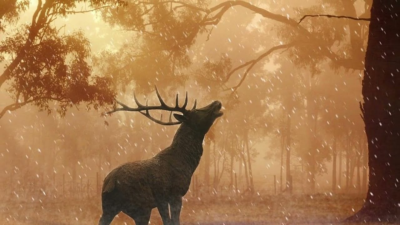 Wow! RV to the Sounds of Natures places! Views of wildlife & forests! 