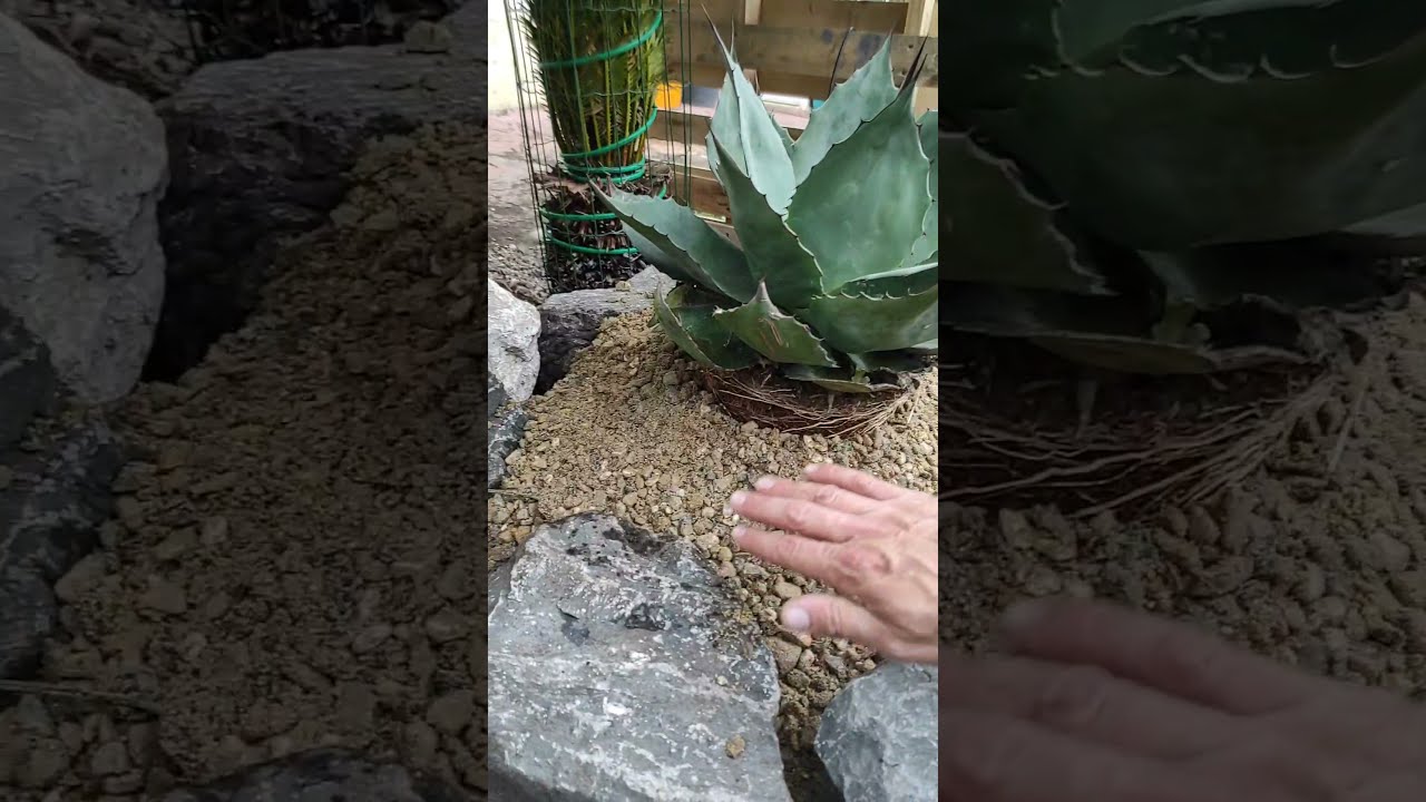 mise en place dans le jardin de mon agave ovatifolia 🌴🌵😉😍