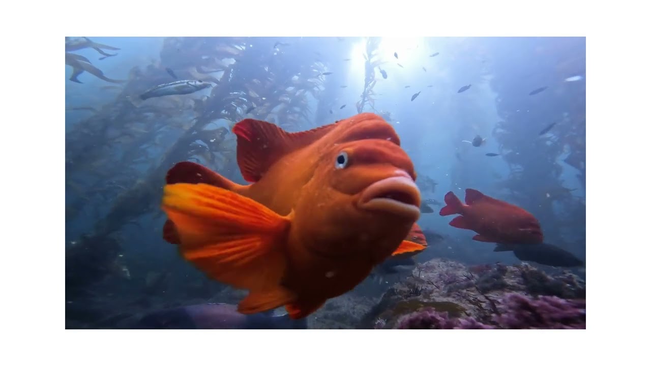 The California state marine fish, the Garibaldi!