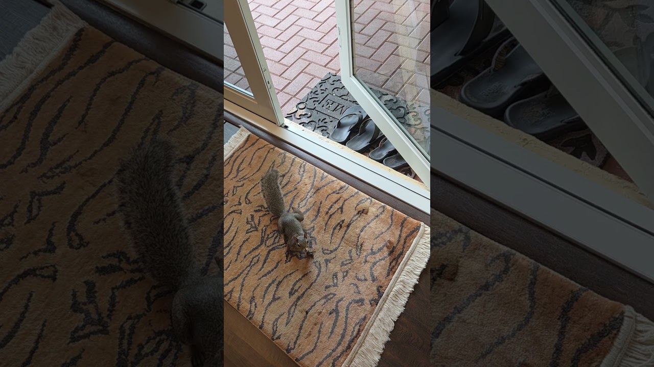 Precious lil' Splooter #squirrels #squirrel #cuteanimal #wildlife