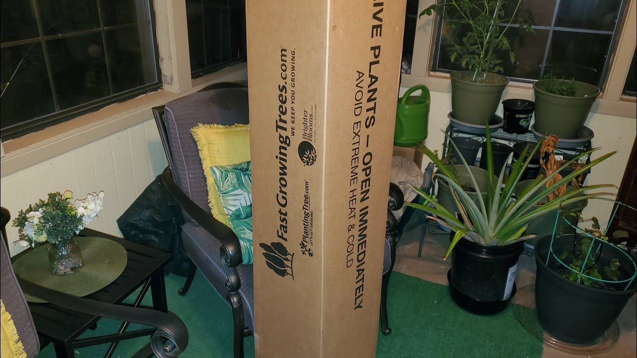 IT'S A SURPRISE! 🤗😁❤🌳Gale Apple🍎 & Fuzzy Kiwi🥝Trees Thanks Family! ❤️ 🥰 #fruittrees #growyourownfood