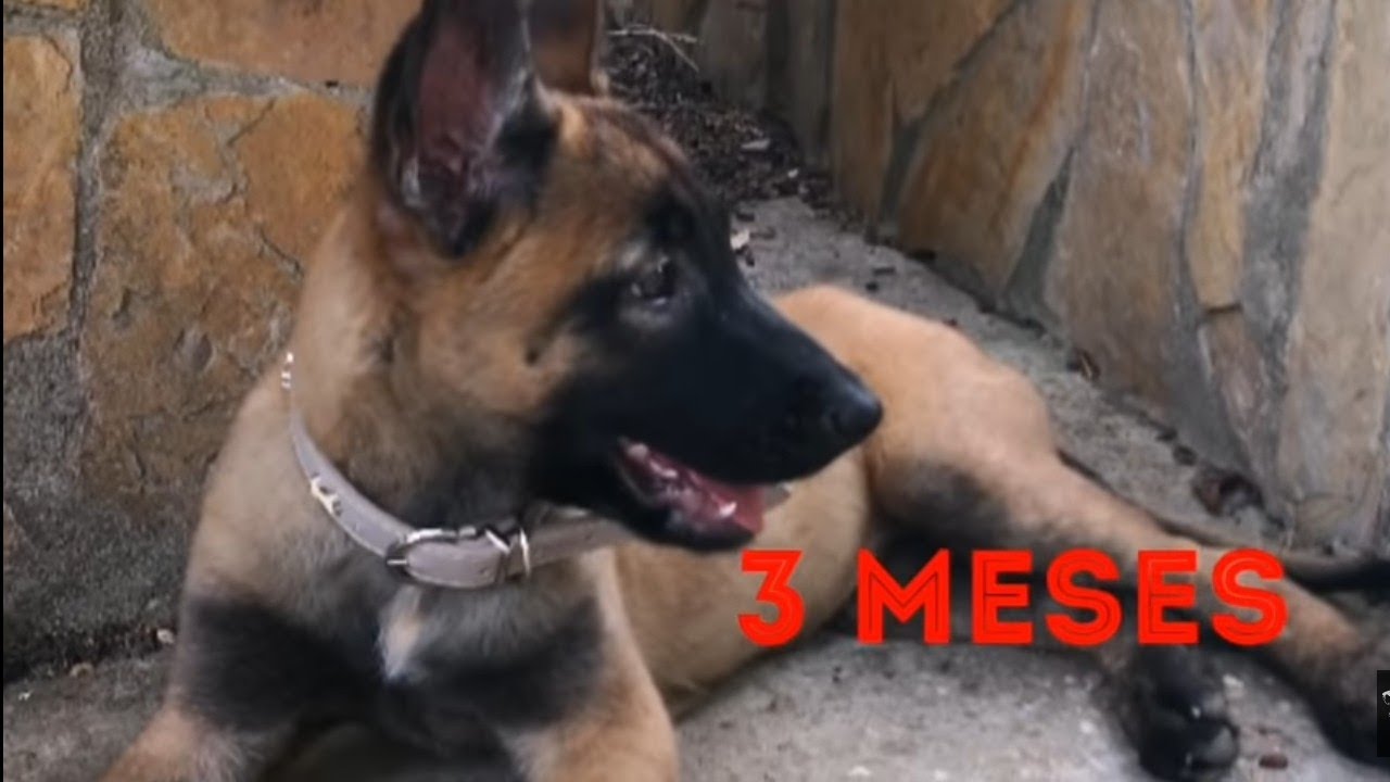 desarrollo del pastor belga malinois de 2 a 10 meses, 72 cm a la cruz..