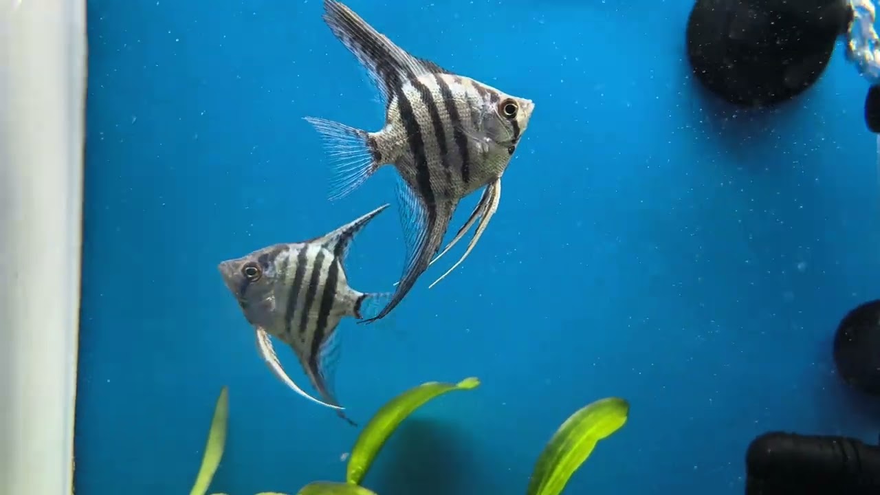 Angel Fish - Blue Angel - 
