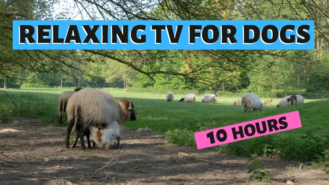 RELAXING TV FOR DOGS | 10 Hours of Sheeps And Lambs | Relax With Nature