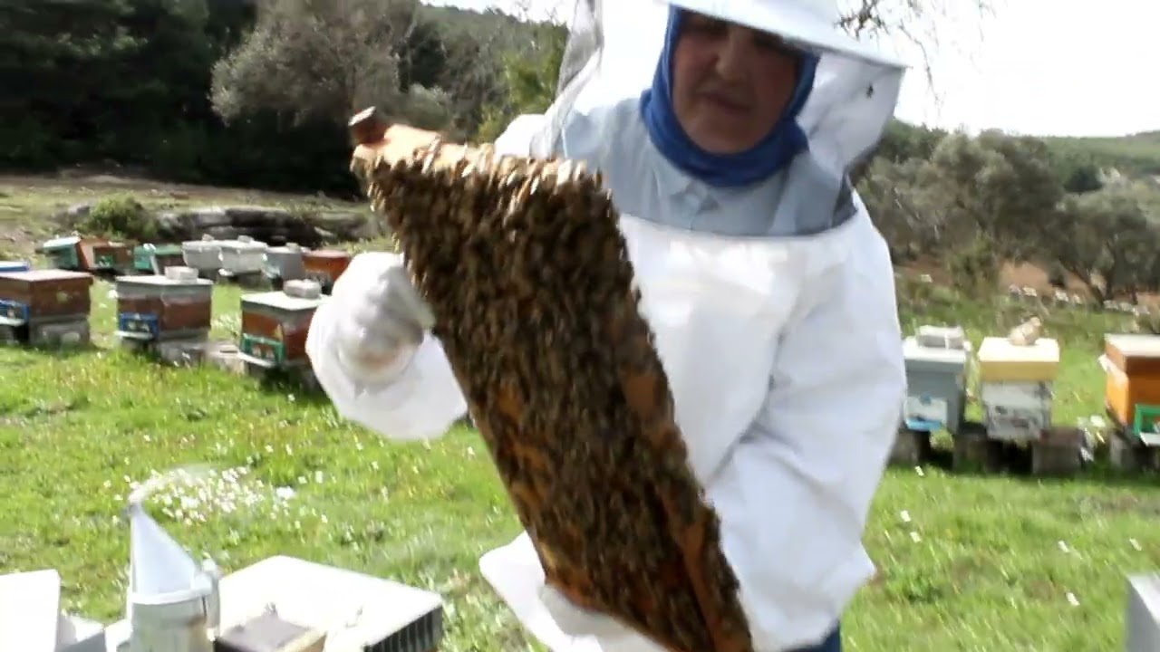 STRAFORLARDAKİ KOLONİLERİMİZİ STANDART KOVANLARA AKTARIYORUZ!