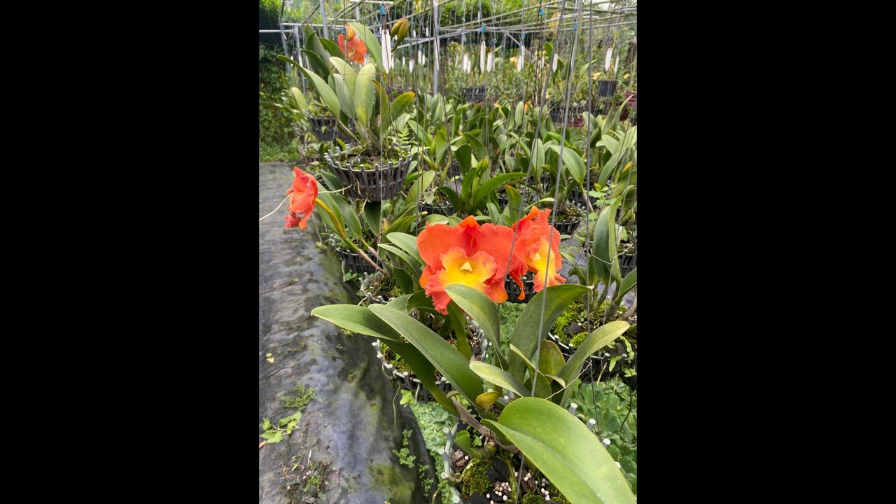 9767616392 cattleya 11/3