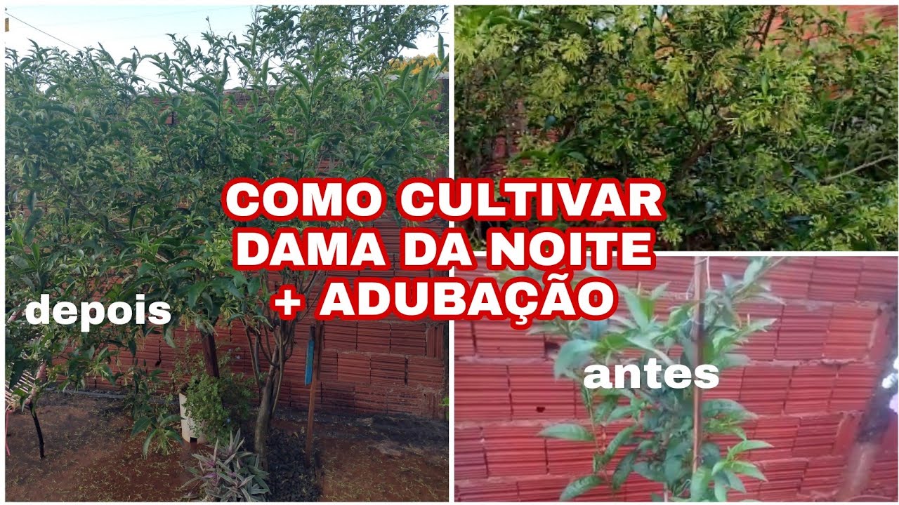 DAMA DA NOITE CUIDADOS E ADUBAÇÃO PARA FLORIR / PLANTA PERFUMADA DE SOL PLENO / CESTRUM NOCTURNUM
