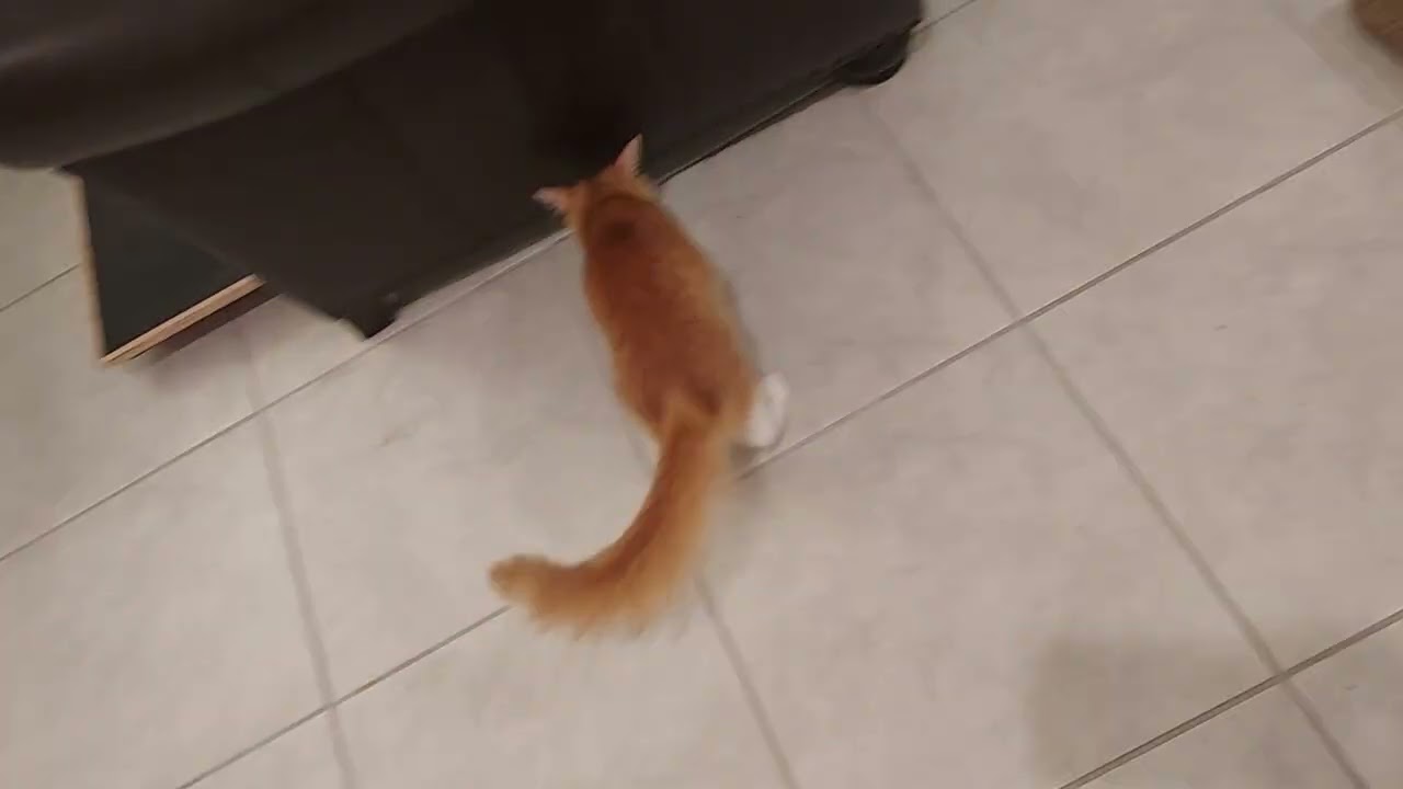 Pear tree #fyptiktok # fypyoutube #catbaby #fypnaughty #talkshow #fypシ゚viral #entertainment #pets