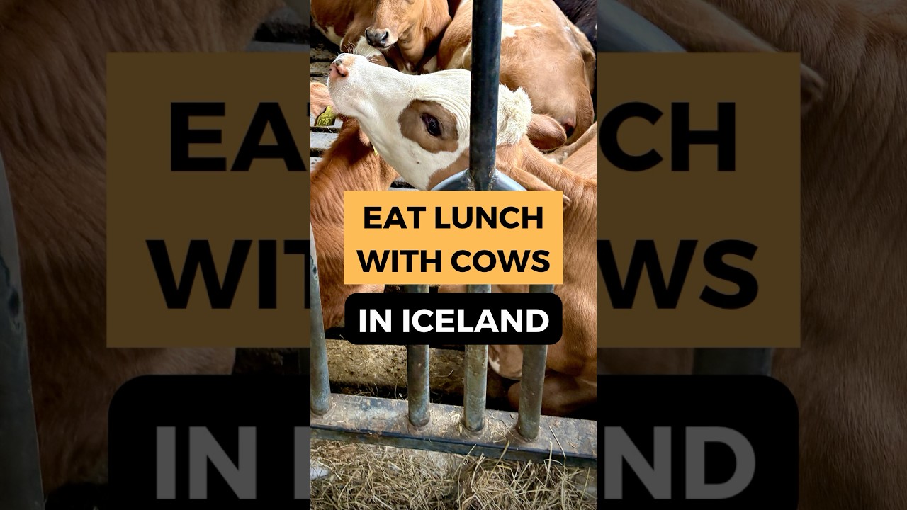 Eating Next to Cows in Iceland at Vogafj&oacute;s Farm Resort 🐄 #iceland #icelandtravel #travelvlog #cows