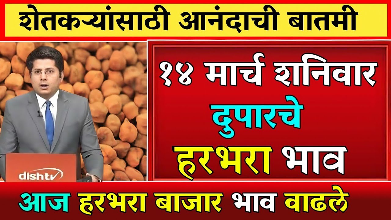 हरभरा दरात मोठी वाढ? पहा आजचे ताजे बाजारभाव | कोणत्या मार्केटमध्ये मिळाला सर्वाधिक दर?